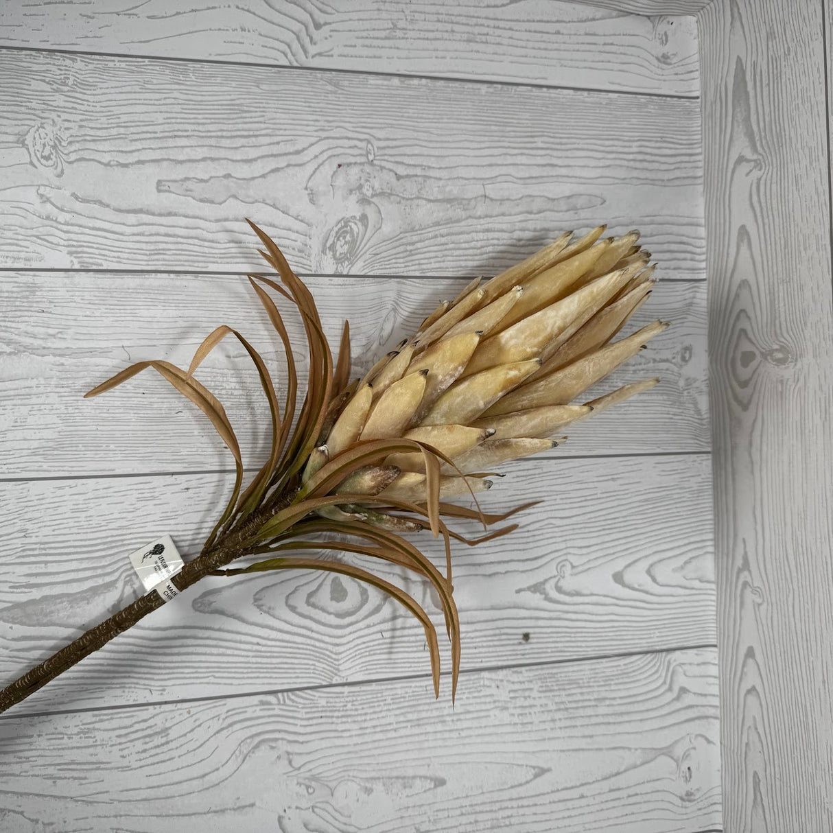 30.5" DRIED LEAVES PROTEA STEM - CREAM - 27846 * RED