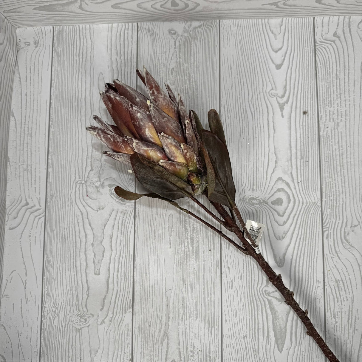 29" DRIED LEAVES PROTEA STEM - BROWN - 27847 * RED