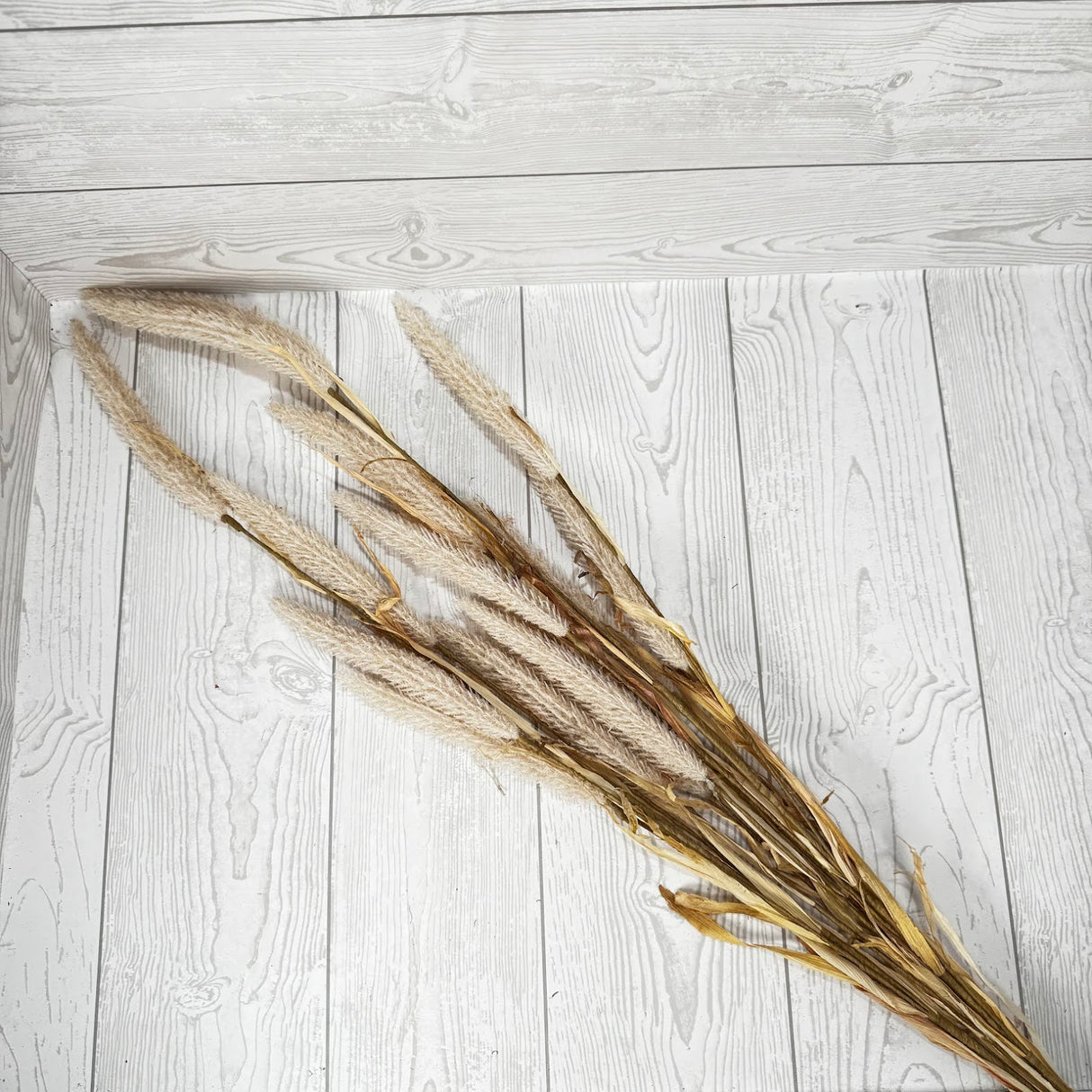 45" FOXTAIL BUNDLE - WHITE - 27941 * DOUBLE ORANGE