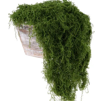 100G FABRIC MOSS IN BAG - DARK GREEN - MD175531