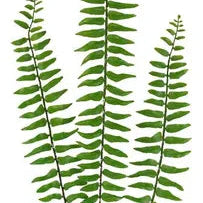 30.5"L BOSTON FERN SPRAY - GREEN - PF1705