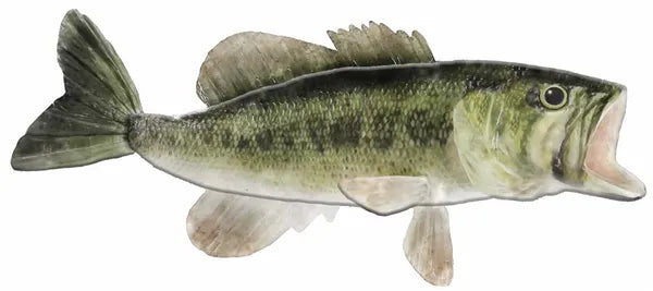 12"LX5.25"H METAL/EMBOSSED LARGE MOUTH BASS - MOSS GREEN/SAGE/CREAM - MD0607