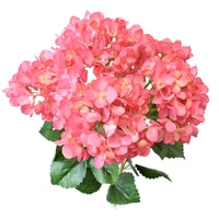 19" PETITE GARDEN HYDRANGEA BUSH X5 - PINK - DC21651PK