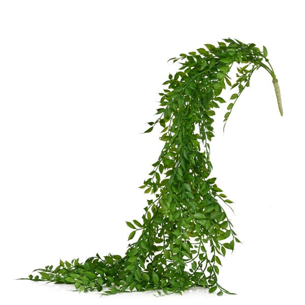 42"L HANGING RUSCUS SPRAY - GREEN - FG654909