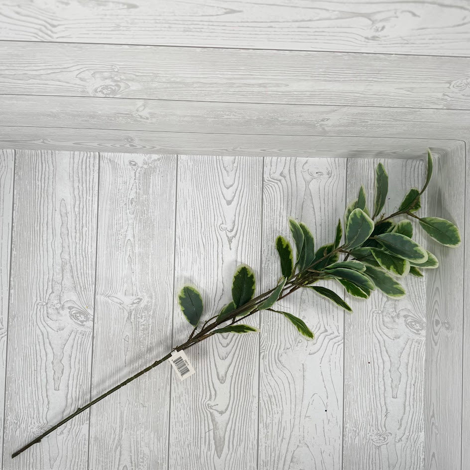 31" ROHDEA JAPONICA - GREEN/WHITE - 28211 * OO