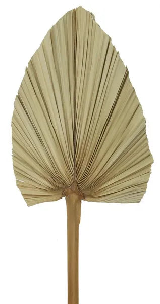 19"L DRIED FOUNTAIN PALM STEM - NATURAL - TF0018