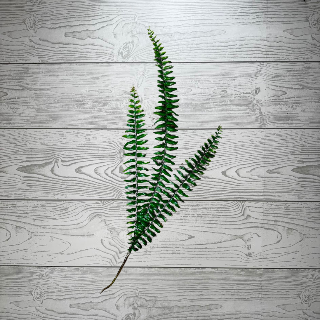 LARGE 3 STEM FERN - PF1705 * BROWN RED