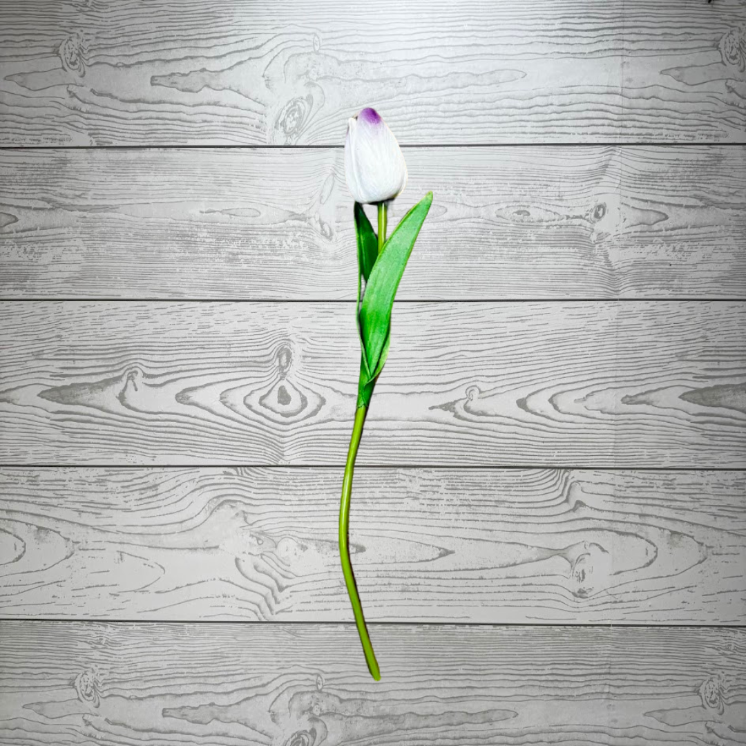 SINGLE WHITE TULIP WITH PURPLE TIP - 11399B-PUWH