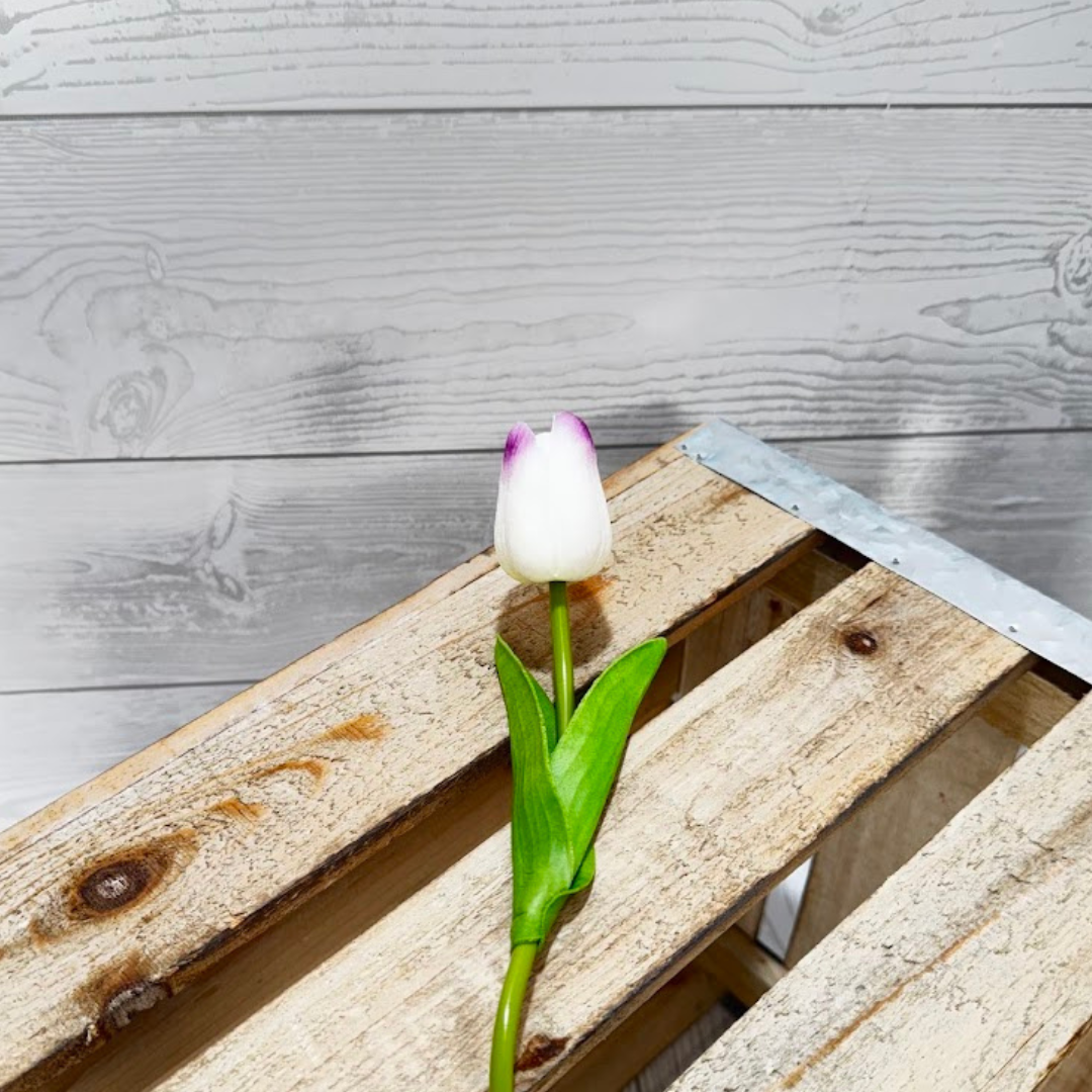 SINGLE WHITE TULIP WITH PURPLE TIP - 11399B-PUWH