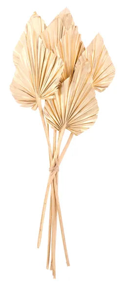 18-23"L PALM SPEAR BUNDLE X7 - GOLD - TT304808