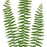 30.5"L BOSTON FERN SPRAY - GREEN - PF1705
