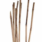 39.25"L BAMBOO REED BUNDLE X10 - TT3085