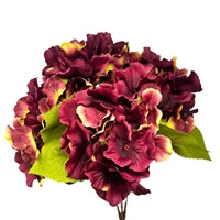 AUTUM MEADOWS HYDRANGEA BUSH X5 - BURGUNDY/GREEN 18" - DCSP5273GNBU