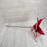POINSETTIA - RED/WHITE - 26117 * G