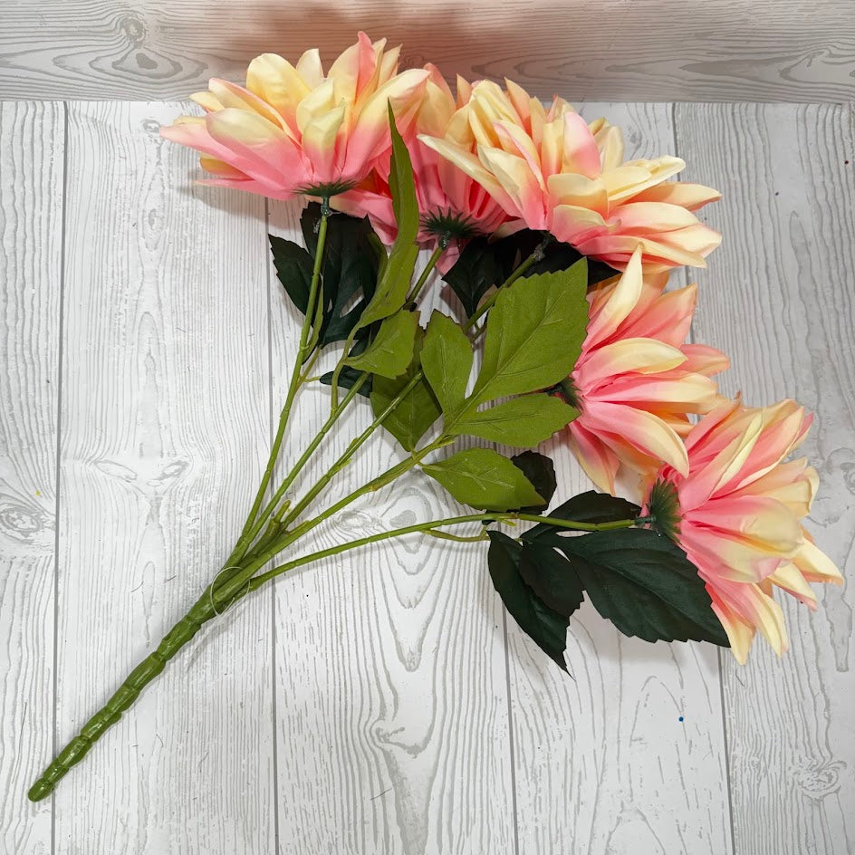 DAHLIA X5 - CREAM/PINK - B26009-CMPK * G