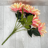 DAHLIA X5 - CREAM/PINK - B26009-CMPK * G