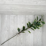 31" ROHDEA JAPONICA - GREEN/WHITE - 28211 * OO