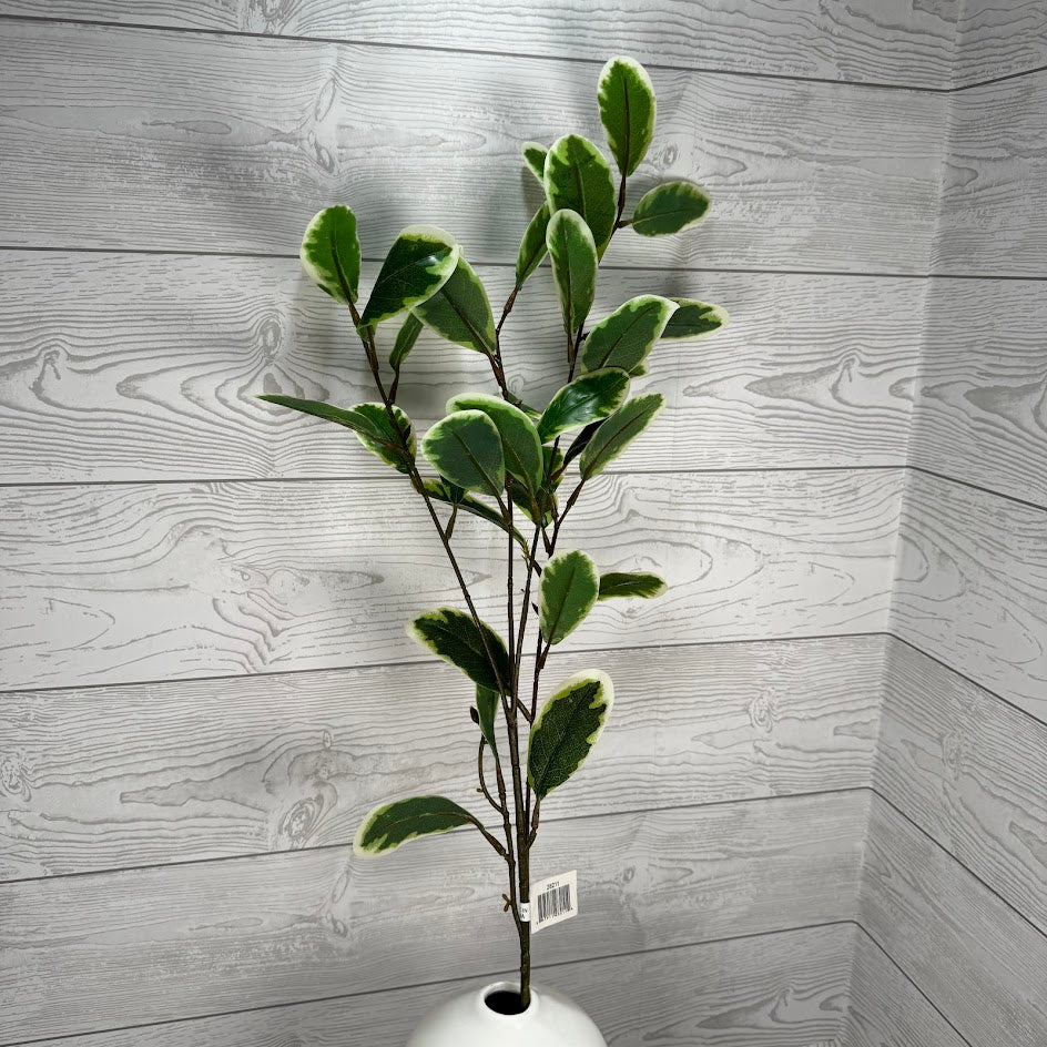 31" ROHDEA JAPONICA - GREEN/WHITE - 28211 * OO