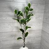 31" ROHDEA JAPONICA - GREEN/WHITE - 28211 * OO