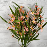 21" FRESH TOUCH MINI LILY BUSH - WHITE/PINK - 28309 * BL