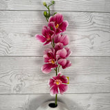 MOKARA ORCHID STEM H22 - BEAUTY- 64051BT * G