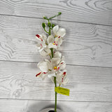 MOKARA ORCHID STEM H22 - CREAM - 64051CM * G