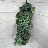 45IN FITTONIA HANGING W 178LVS - 21170 * R/BR