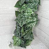 45IN FITTONIA HANGING W 178LVS - 21170 * R/BR