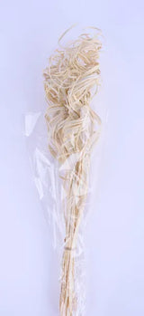 27"L CURLY PALM BUNDLE - BLEACHED - TT305031