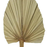 19"L DRIED FOUNTAIN PALM STEM - NATURAL - TF0018